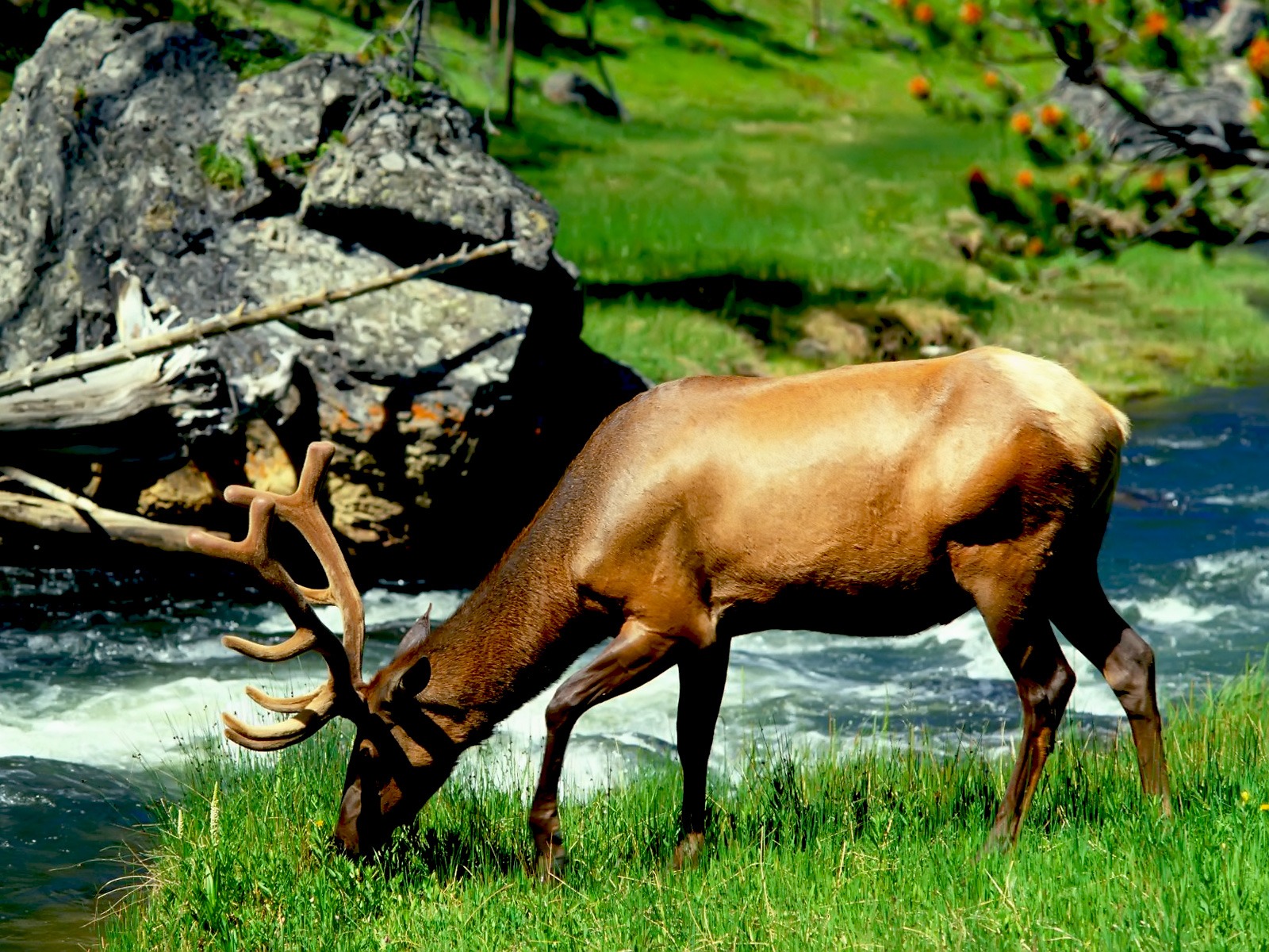 HD Animal Wallpapers: Hd Animal Pictures
